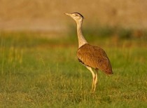 Rajasthan government allocates 12 crore rupees for Project Great Indian Bustard