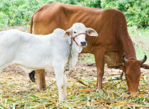 Cow is the National Animal of Nepal