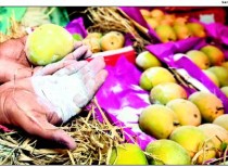 FDA raided fruit vendors using Carbide for ripening of Mangoes