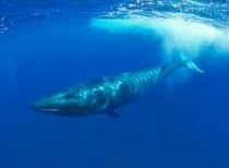 Gigantic whales have stretchy bungee cord nerves
