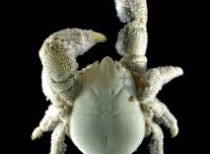 First species of Yeti crab named Kiwa Tyleri found in Antarctica
