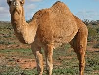Juvenile camels ‘key source’ of Mers