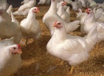 India loses poultry import case to US in WTO