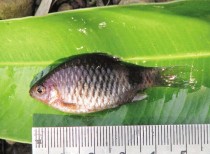 Western Ghats discovered  New fish- Pethia striata