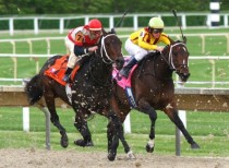 Racehorses are running faster than ever: Study