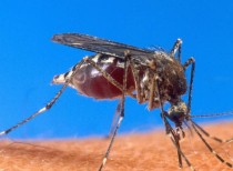 Mexico Govt approves Dengue fever vaccine Dengvaxia