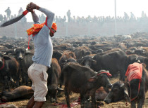 Nepal: Animal Sacrifice Banned at Gadhimai Festival