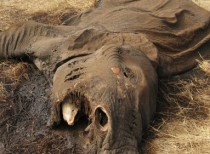 DNA Test can find Poaching Hot-spots