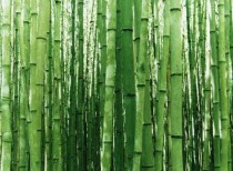 World bamboo conference: GOI to promote bamboo cultivation