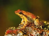 New frog species discovered in Goa’s Netravali wildlife sanctuary