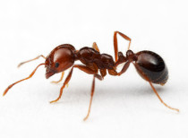 World’s First Ant Map launched