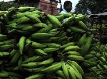 Chengalikodan Banana from Kerala accorded GI status