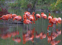 Maharashtra declares Thane creek area as Flamingo Sanctuary
