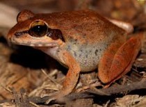 New frog species named ‘Indirana Salelkari’ discovered in Goa.