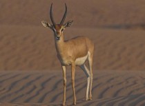 Palestine Mountain Gazelle now Endangered