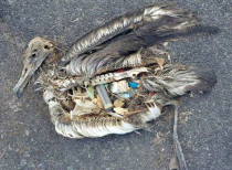 99% sea birds will have plastic in their guts by 2050