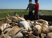 Kazakhstan : 60,000 Saigas Antelopes Died in 4 Days