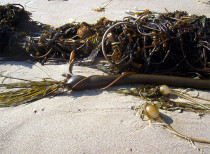 Seaweed Collector wins Environment Award