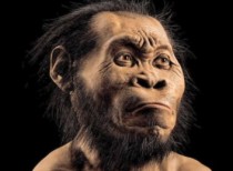 New species of human relative discovered in South Africa