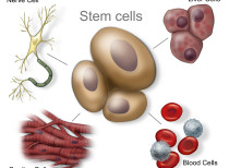 Stems Cells result in Disheartening-Study