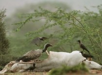 Environment Ministry bans multidose vial of Diclofenac to save vultures