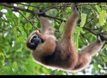 Arunachal Pradesh launches programme on conservation of Eastern Hoolock Gibbon