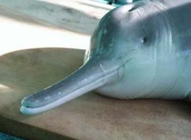 India’s first River Dolphin Reserve to come up in West Bengal