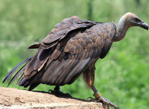 Vulture reintroduction programme launched in Haryana