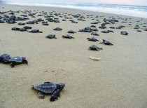 Odisha imposes seven month ban on fishing to protect Olive Ridley
