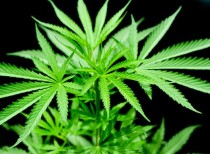 Colombia fully legalises medical marijuana