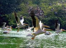Union Cabinet approves Raptor MoU for conservation of migratory birds of prey