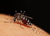 World Malaria Day – April 25