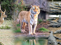 Odisha engages WTI to prepare Wildlife Management Plan