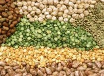UN launched 2016 International Year of Pulses