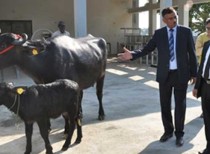 CIRB Hisar becomes second institute to clone buffalo in India