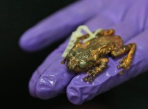 New tree frog genus named Frankixalus discovered in NE India