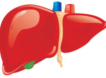 Chinese bioartificial liver set to save lives
