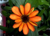 Zinnia : The first flower ever grown in space