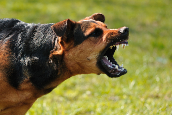 Rabishield – World’s first fast-acting Anti-Rabies drug to be launched in India