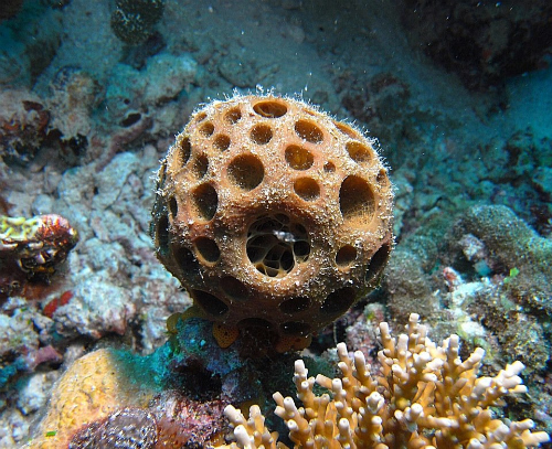 Sea sponges were Earth’s First Animals : Research