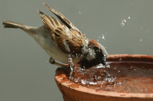 World Sparrow Day – March 20