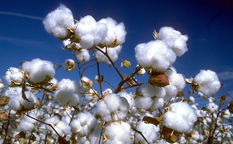 Union Government fixed uniform price for sale of Bt cotton seeds in the country