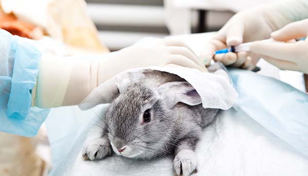 Union Government bans repeat animal testing of drugs