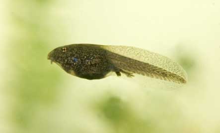 Rare sand-eating tadpoles discovered in Western Ghats