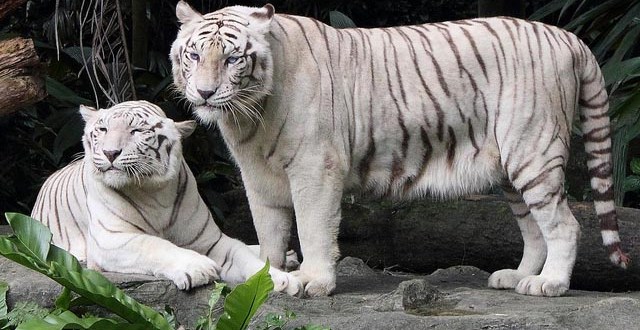 World’s first sanctuary for white tigers opens in MP
