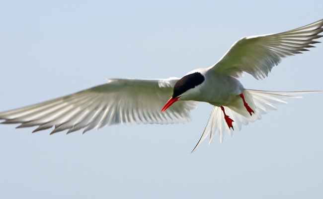 World Migratory Bird Day : May 10