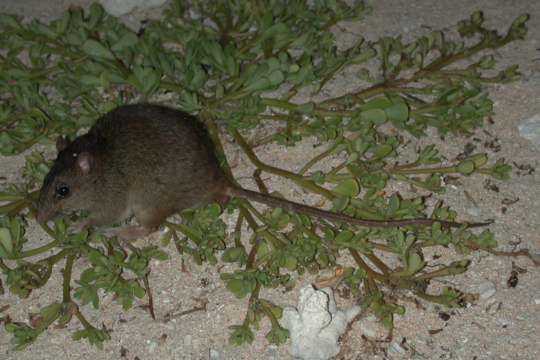 Australian Great Barrier Reef rodent: first mammal species wiped out by human-induced climate change
