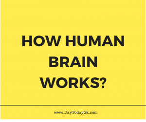 How Human Brain works??? D2G Explains!!!