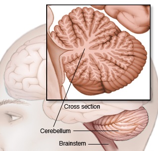 bn00033-cerebellum-and-brainstem