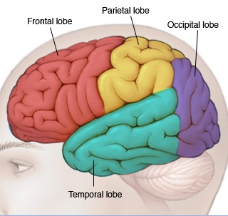 bn00033-lobes-of-the-brain